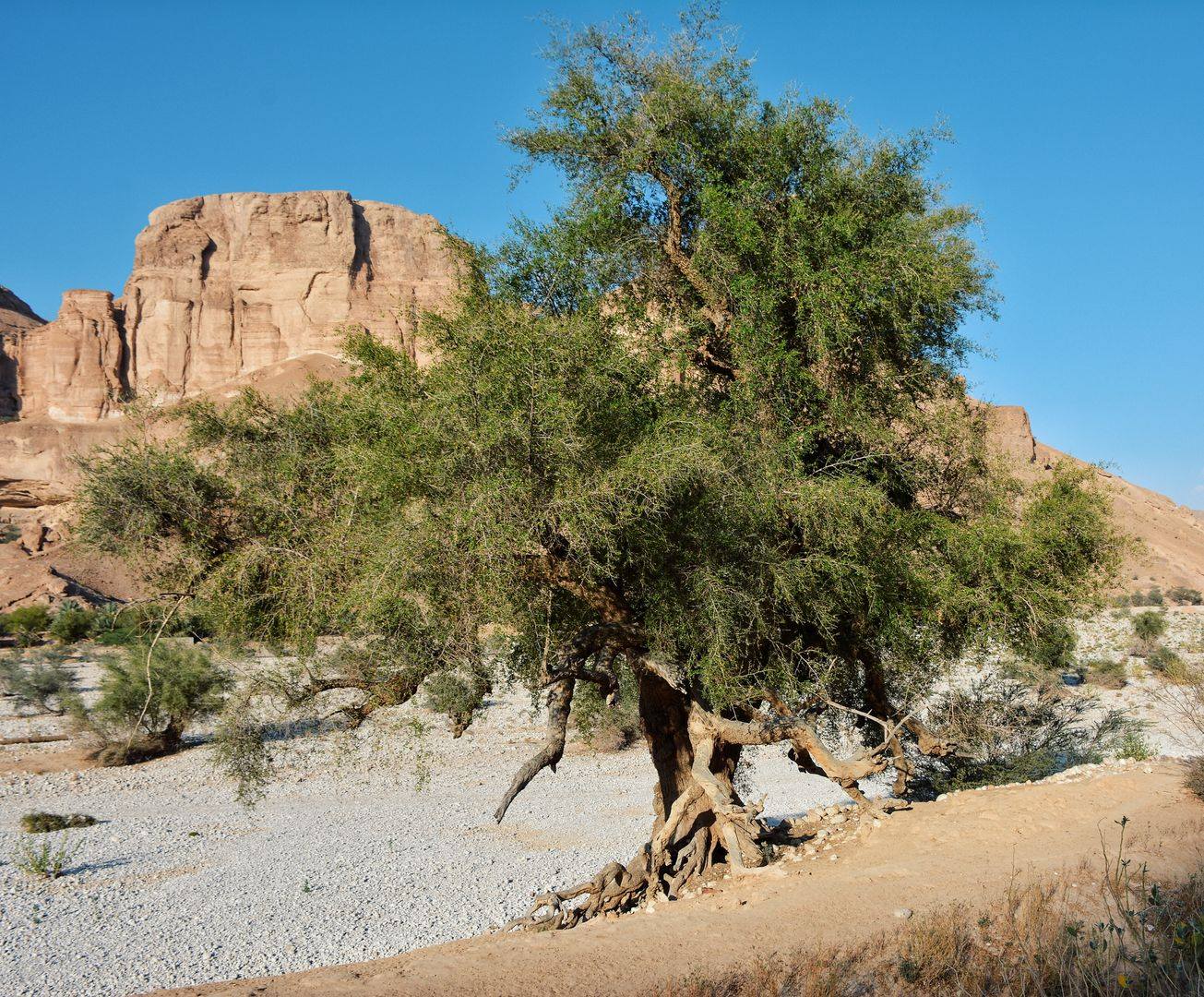 متابعة نمو نبات السدر